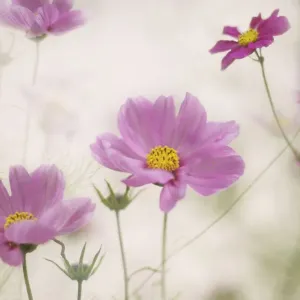 Fleurs de cosmos roses pâles