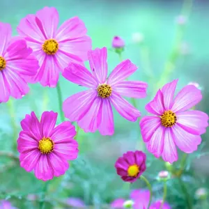 Pink cosmos flowers in rain