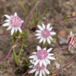 Pink Flannel Flower (Actinotus forsythii)