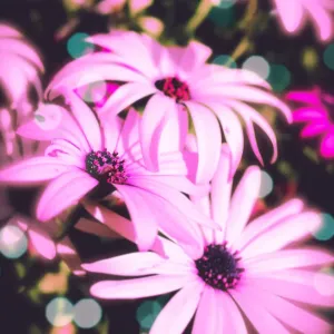 pink florals pink florals