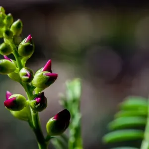 Pink flower buds