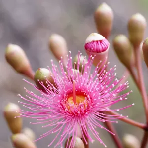 Pink flower of eucalypt