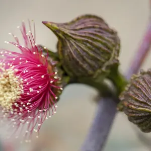Pink Eucalyptus Gum Blossom Print Pink Eucalyptus Gum Blossom Print
