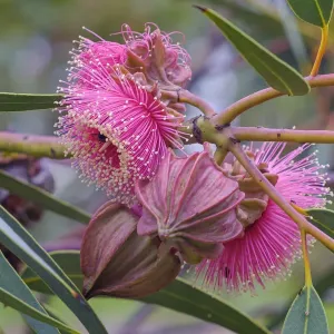 Pink flowering gum tree blossom - Perth, Western Australia Pink flowering gum tree blossom - Perth, Western Australia