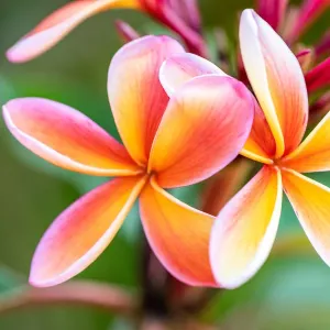 Pink Frangipani Print - A Single Pink Plumeria Flower in Bloom Pink Frangipani Print - A Single Pink Plumeria Flower in Bloom