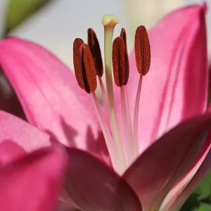 Pink Lilium Petals Print from Australian Views Pink Lilium Petals Print from Australian Views