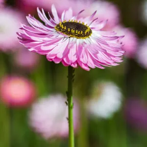 Pink native everlasting or Paper Daisy - Perth Western Australia