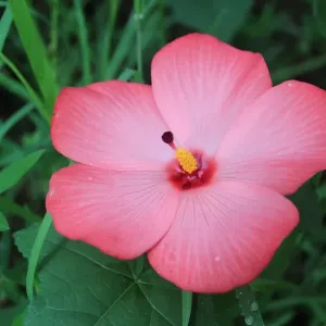 Pink Rainforest Flower Print
