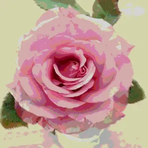 Pink Rose Print, a watercolour depiction of a pink rose Pink Rose Print, a watercolour depiction of a pink rose
