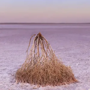 Pink Salt Lake