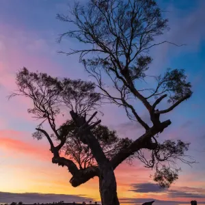 Pink Salt Lake, Murray-Sunset National Park