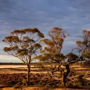 Pink Salt Lake, Murray-Sunset National Park