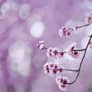 Les fleurs de printemps roses. Les fleurs de printemps roses.