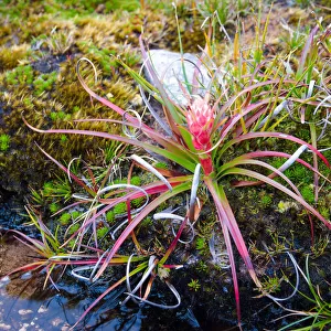 Pink Tasmanian alpine heath flower
