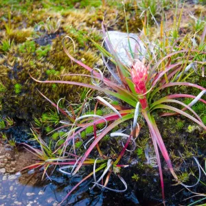 Pink Tasmanian alpine heath flower Pink Tasmanian alpine heath flower