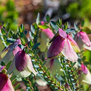 Pink and White Bell shaped Flower - Bell Darwinia