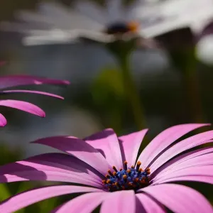 Pink & White Daisies Print Pink & White Daisies Print