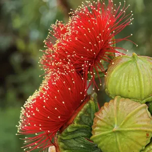 Pink and Yellow Eucalyptus Gum Blossom Pink and Yellow Eucalyptus Gum Blossom