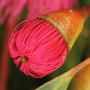 Pink and Yellow Eucalyptus Gum Blossom Pink and Yellow Eucalyptus Gum Blossom