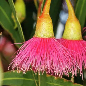 Pink and Yellow Eucalyptus Gum Blossom Pink and Yellow Eucalyptus Gum Blossom