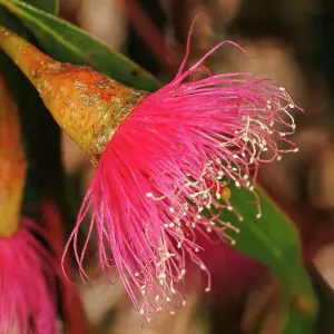 Pink and Yellow Eucalyptus Gum Blossom Pink and Yellow Eucalyptus Gum Blossom