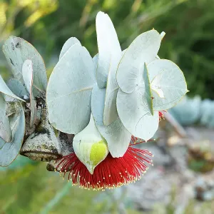 Pink and Yellow Eucalyptus Gum Blossom Pink and Yellow Eucalyptus Gum Blossom
