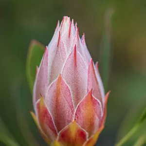 Pink and Yellow Protea Bud Against a Natural Background