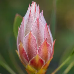 Pink and Yellow Protea Bud Against a Natural Background