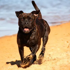 Pit bull on the beach Pit bull on the beach