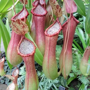 Plante à Pince. Plante à Pince.