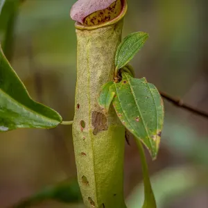 Pitcher Plant Print, Orchid Swamp, Far North Queensland Pitcher Plant Print, Orchid Swamp, Far North Queensland