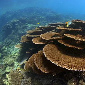 Place Corals