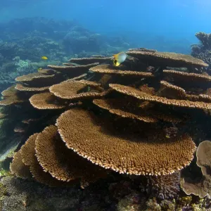 Corales de Lugar