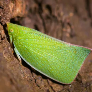 Planthopper (Siphanta sp. )