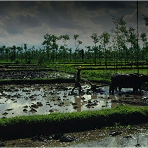 Ploughing the rice fields with Water Buffalo in the traditional way, on the Island of Lombok, Indonesia