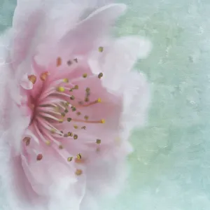 Fleur de prunier.
