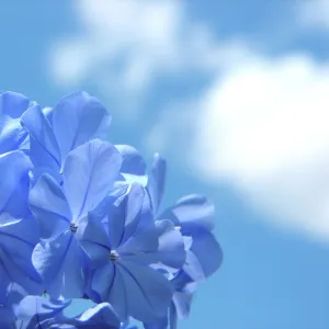 Plumbago against the sky