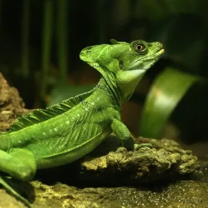 Plumed Basilisk Print Plumed Basilisk Print