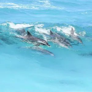 Pod of dolphins in the surf. Eyre Peninsula. South Australia