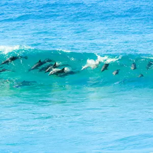 Pod of Dophins in the Wild Surfing the waves