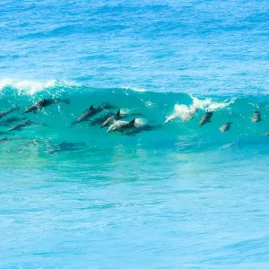 Pod of Dophins in the Wild Surfing the waves Pod of Dophins in the Wild Surfing the waves