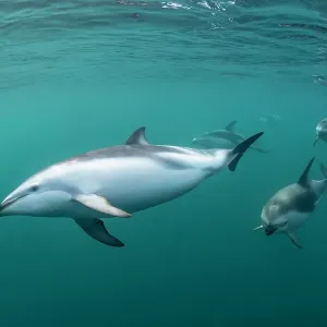 Pod of dusky dolphins, Lagenorhynchus obscurus, patrolling the waters of the Nuevo Gulf, Valdes Peninsula, Argentina Pod of dusky dolphins, Lagenorhynchus obscurus, patrolling the waters of the Nuevo Gulf, Valdes Peninsula, Argentina