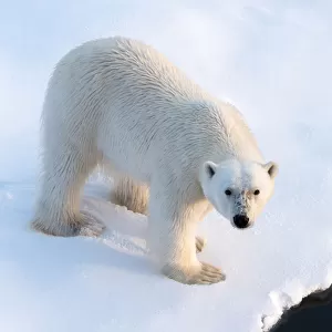 Polar Bear approaching the ice edge