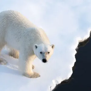 Polar Bear Print at the Arctic Ice Edge