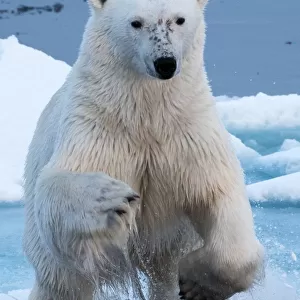 Polar Bear leaping over gap in the ice - head on