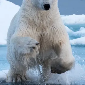 Polar Bear leaping over gap in the ice - head on