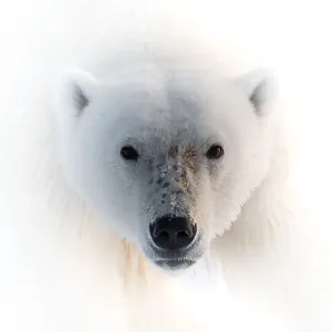 Polar Bear Portrait Polar Bear Portrait