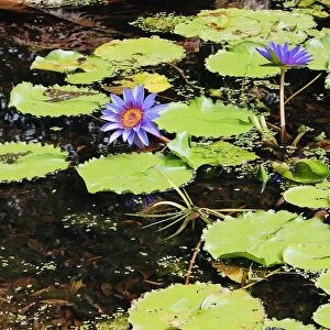Pond Flowers