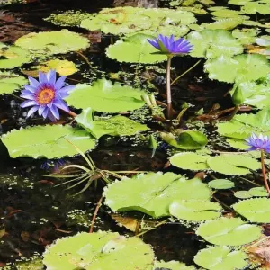 Pond Flowers