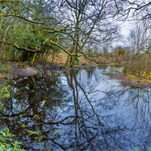 A pond in winter, countryside near Warham, Dorset, England, United Kingdom